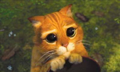 le chat poté